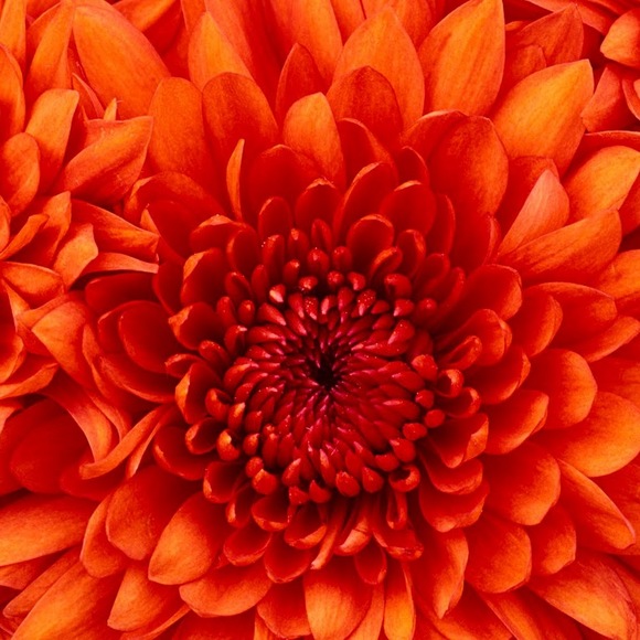 leilanisolis01